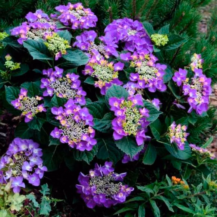 26128a4eeaed3e5ebcf0cfc4cd0e87c5