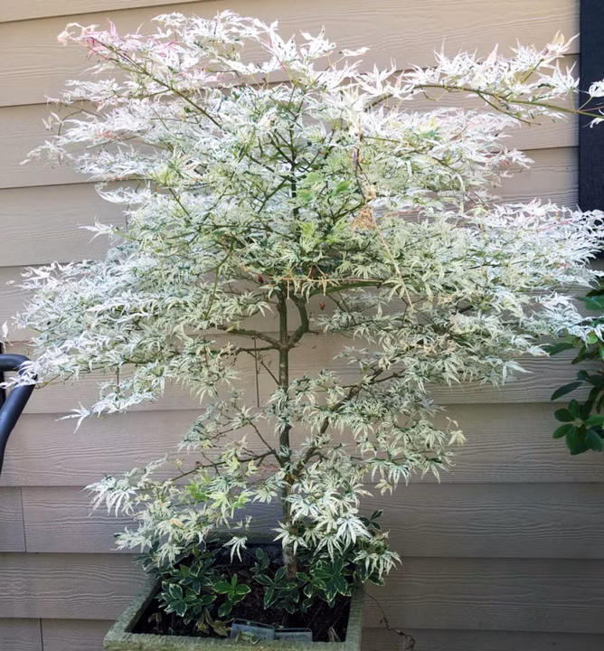 264e98e93c214d22277c9229ce5a6182