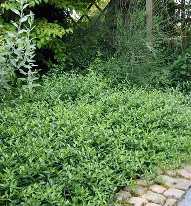 26503c5e18a9ee310d5b5ca60d817ff5