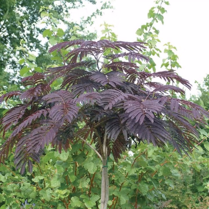 2656361b3916bd71424ce45547b433d8