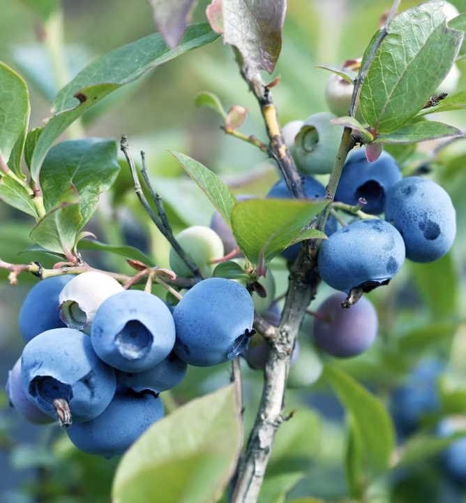 26bf070794cef9a280f28d5b5abff25b