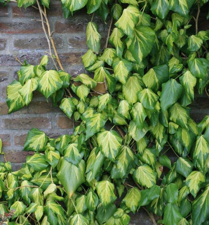 26c49745347d27e2b4ecdf706fbbedcc