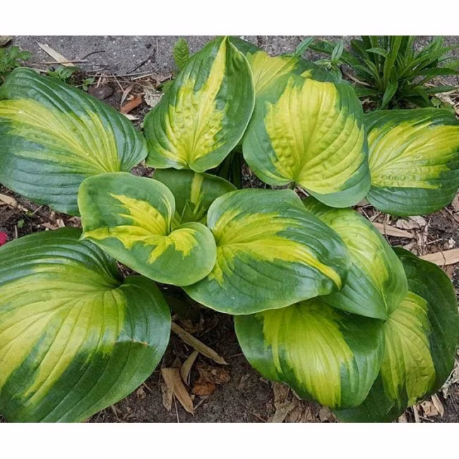 27506a3f975edc41af26b8f62b73403f