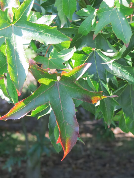 27a54ed8c9ebede2d1a3c732c0858dd0