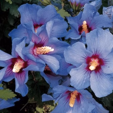 27af69f9230e3ccc2fbd7cf9e8530ba7