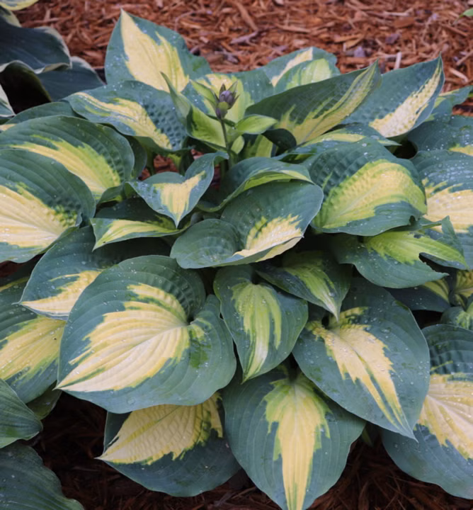 27f1b230fbe6e9fb4ebd637904a9e2f4