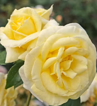27f86f7560df895ce1cb0fb92622ff22