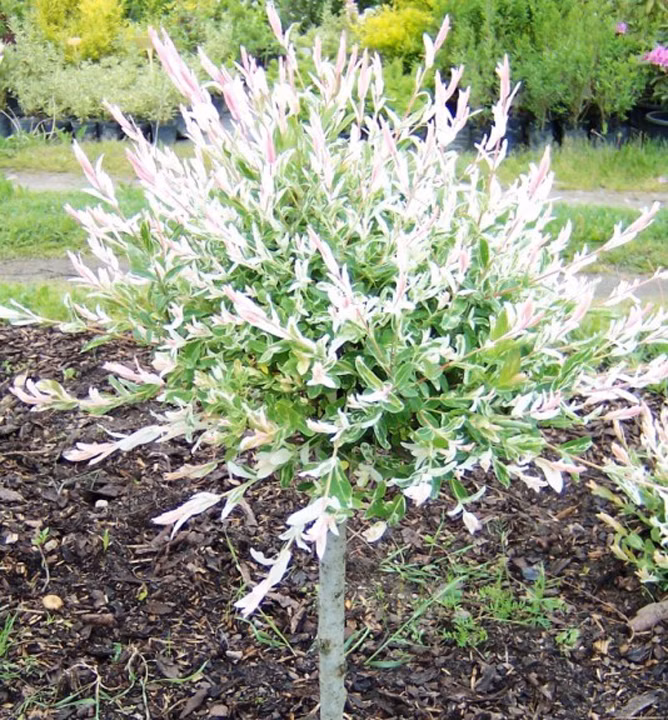 27fa8a865266d09332803e93dab64ba7