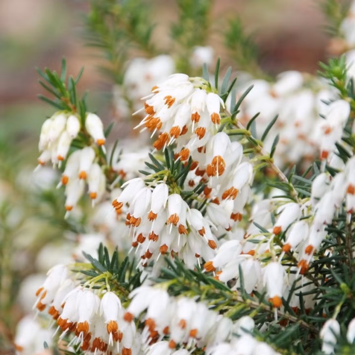 28a9e10e20672068cb6543661cac16df