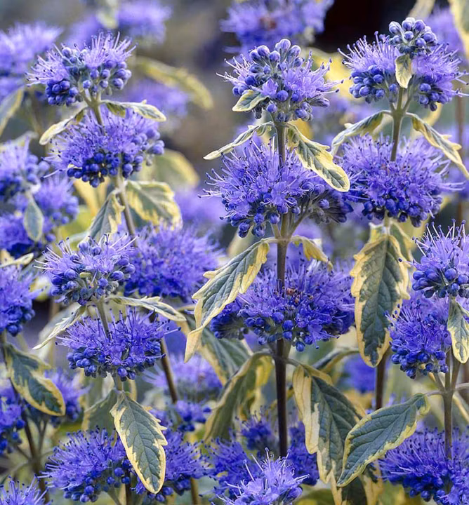 28c9f10930f78ef621dc68d987595c43