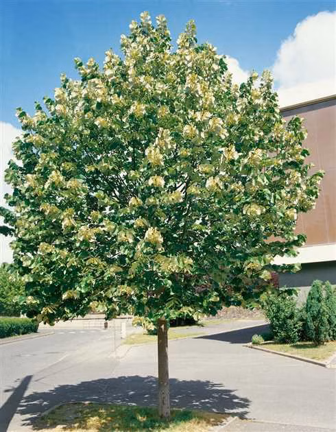 28f83e36201505f9aec5eb57fd406e1b