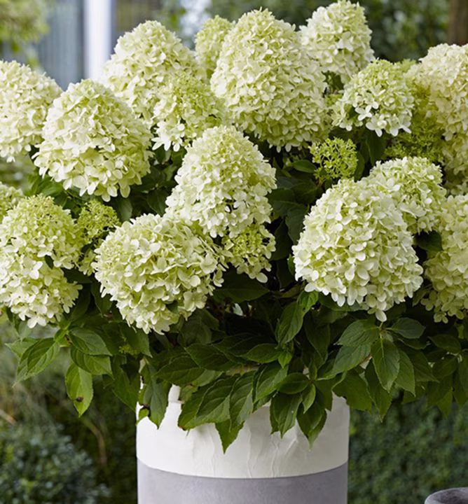 2900e0e0c4d992c742f4a2cebc076d8f