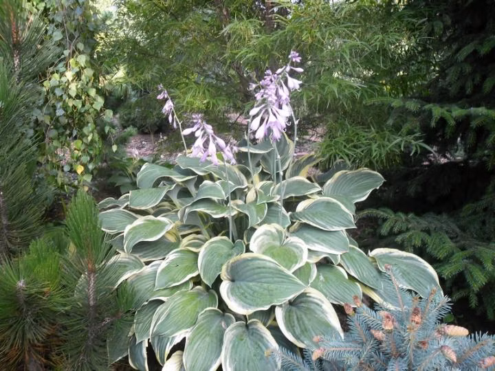 2909423a821d8bf41160cf53677a1ed0