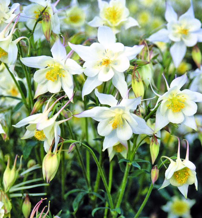 290e9f0c4caf5df992cca8e93e72e3c5