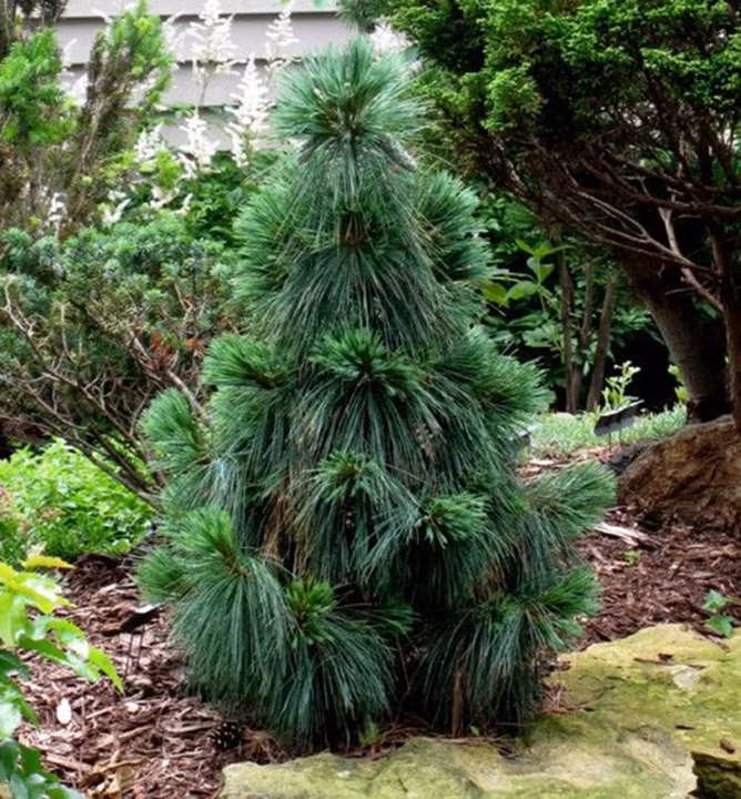 290fdd98afb0260b3d7ce5c30d0255c9