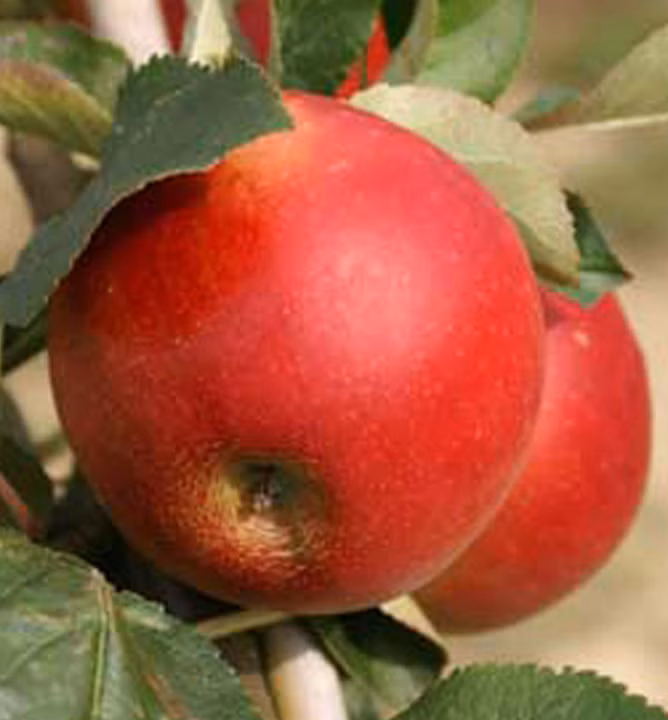 2931e17766c950abe7a9499df1d43d0c