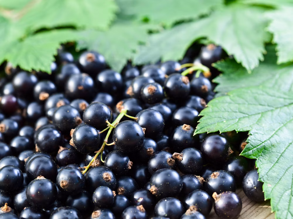 2939bf83a0633804f659971bd3ba0d09