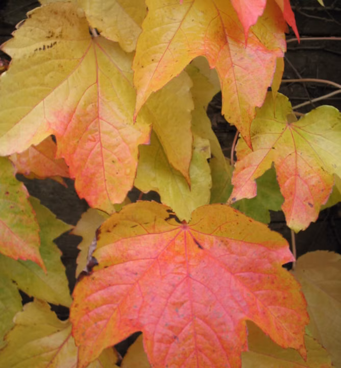 294f0b06578d721f0331b74de365dcdf