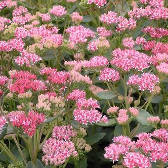 295959999ed07c1087c7d6f01c2e5115