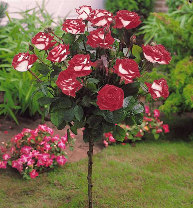 295d5c95bffd7c445ed084808e69a98f