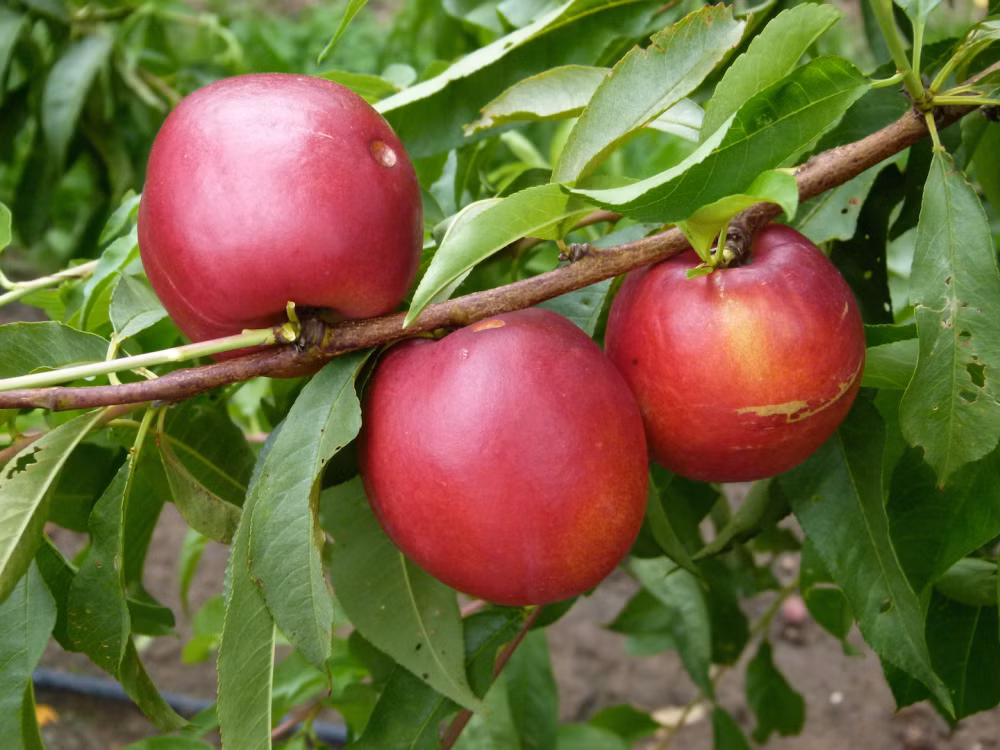 298a927a35463ea95f25351f7e9505c6