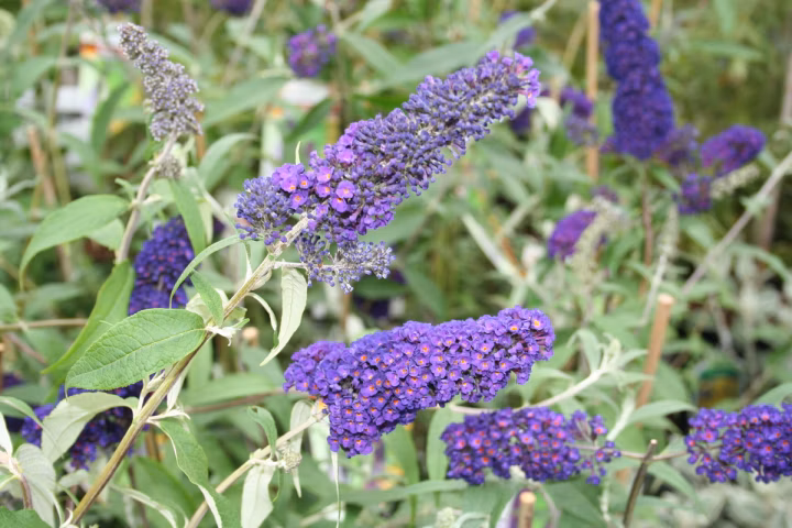 29a6021655cd15e3e5cea332b961a318