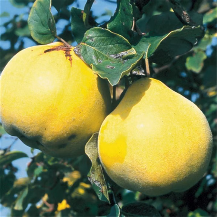 29abf8049bd5842824a5573bb3727e38