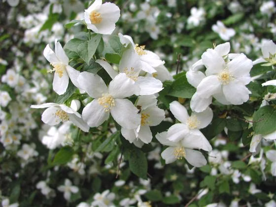 29c157ee6a9394d66c9900189d7e5805