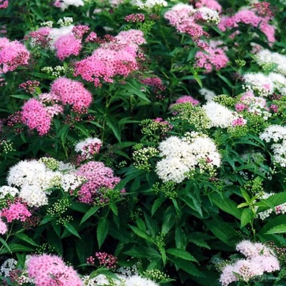 2a3039c3a380531f7798ad1e3ac1d20c