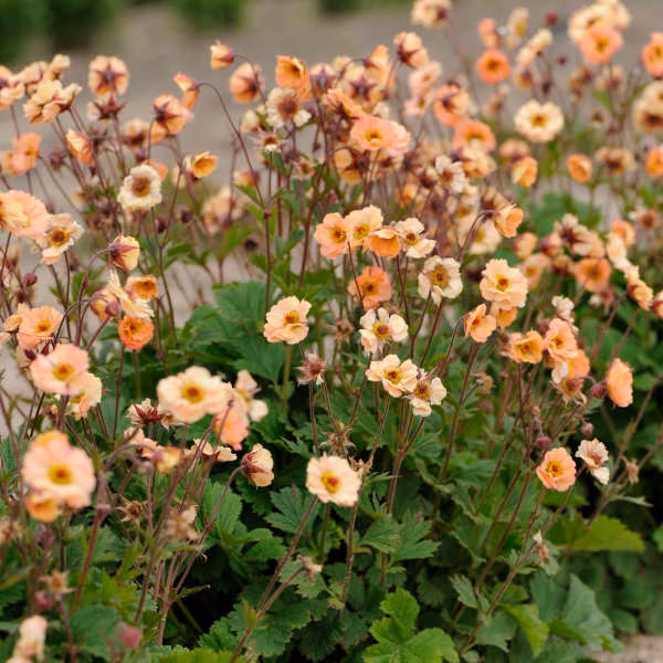 2a30d82e5c868417ccef6a28c37c25e8