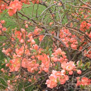 2a35b66b3ae22f8413077f5ff5bd0494