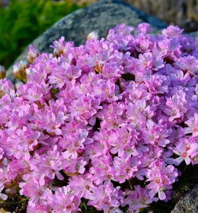 2a6ae74f31d7c92903baa4fc5676d810