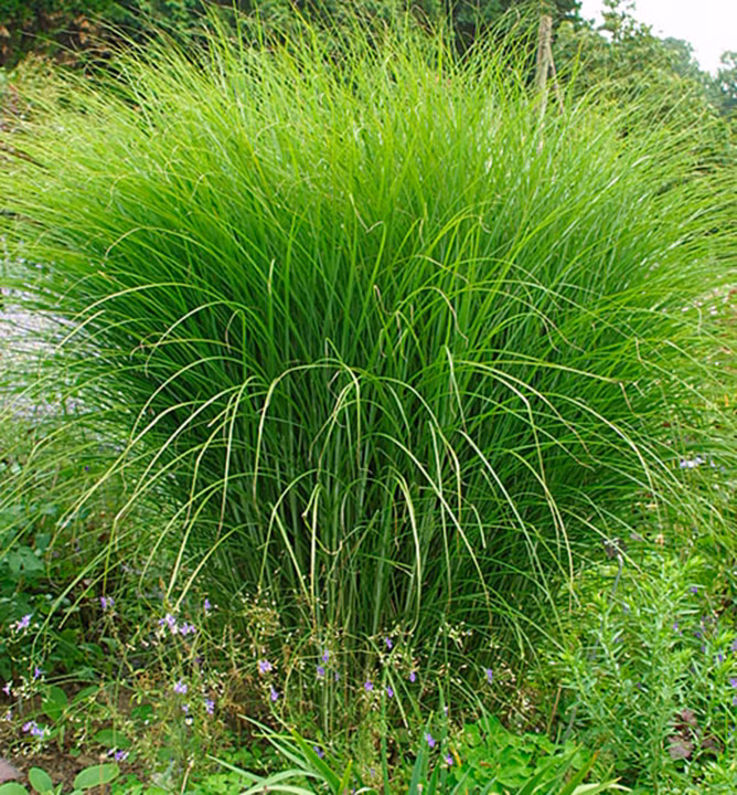 2a8326a681b37fb0a89203412b63f02c