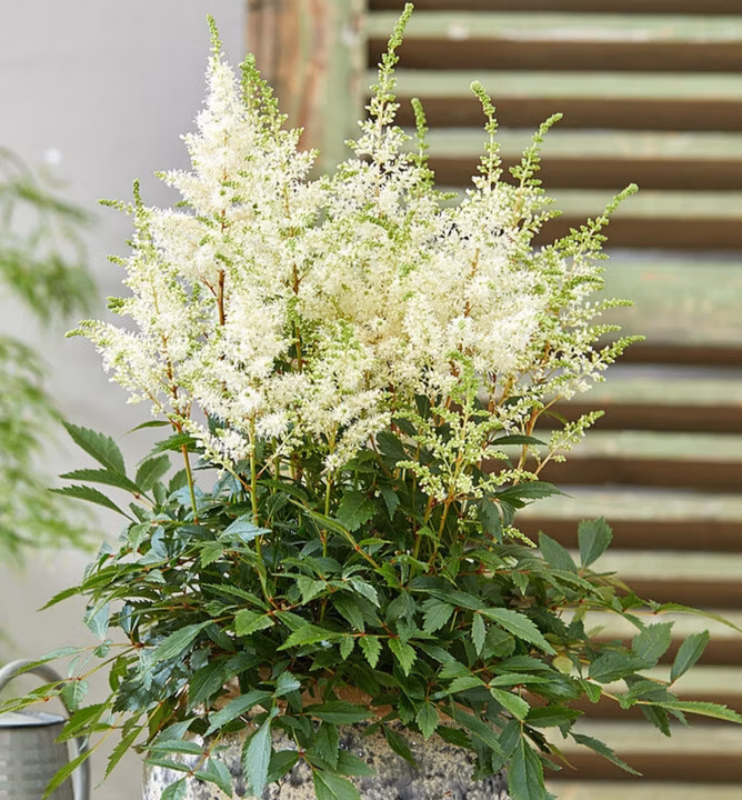 2a99f18465c0d3650ddc77b02ca42630