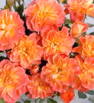 2aa1c2dd1ab6644a0c01c61f1d470003