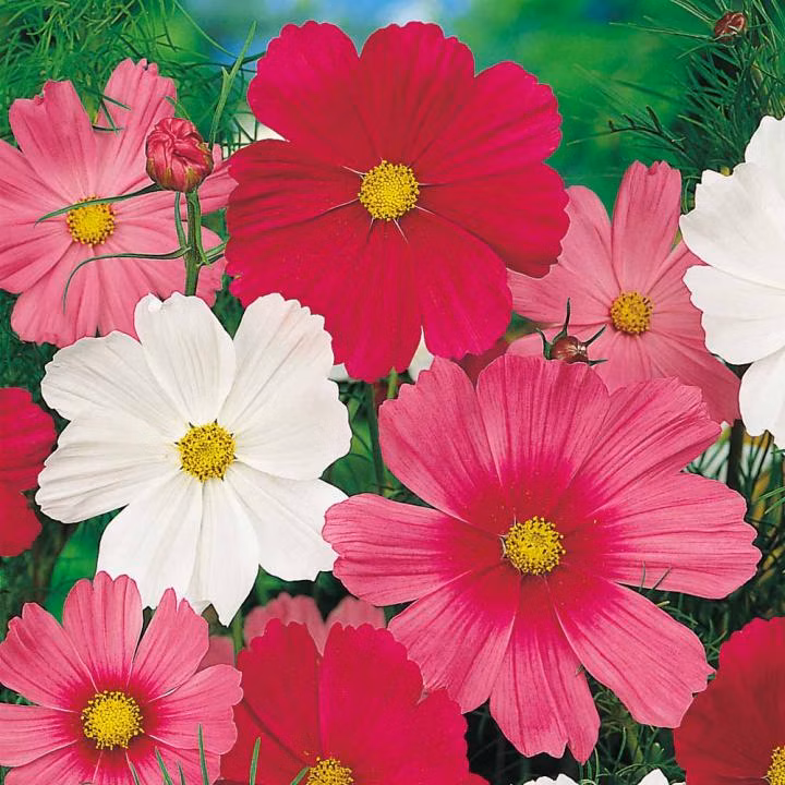 2acf0124f59c4431640c36e3c8eba359