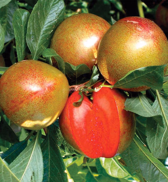 2b13b90b77a249764ab53dc49efdf11f