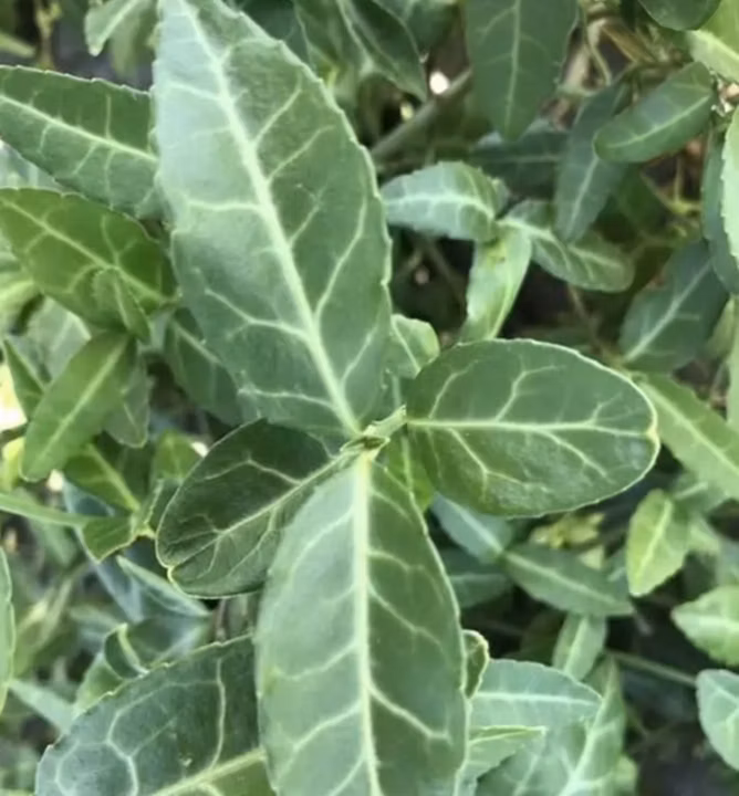 2b169ccf81d2c96efc509c321e2fabca