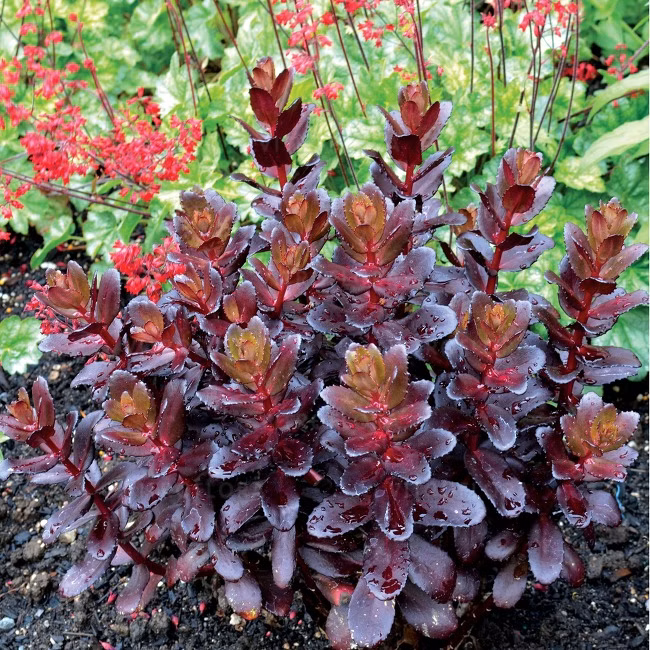 2b354b76e9cc053853b55ef3bb3ec287