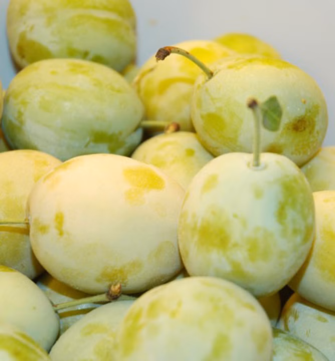 2b65fb1259d8ee88724501fbbd5758f9