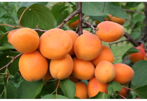 2b74bcef4923ccff6187d8ab31fcd2e9