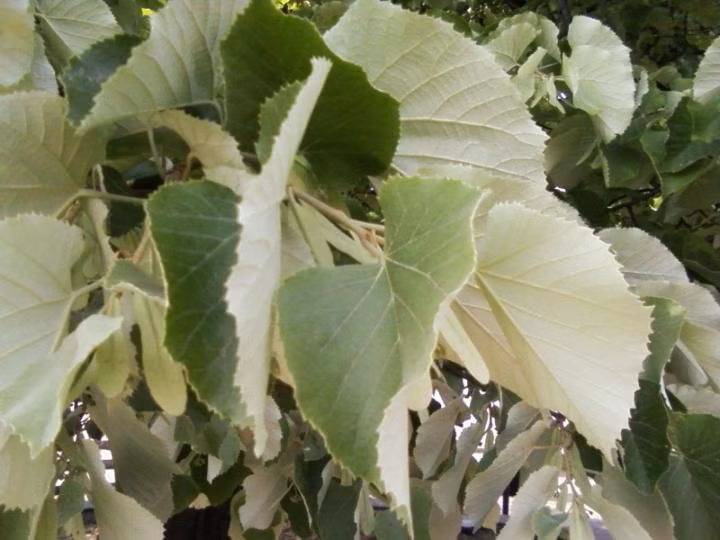 2b7551466dafafd75d1505d7e3d99d27