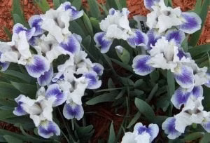 2ba30d7fb12b31e33571dbef2ddab9cb