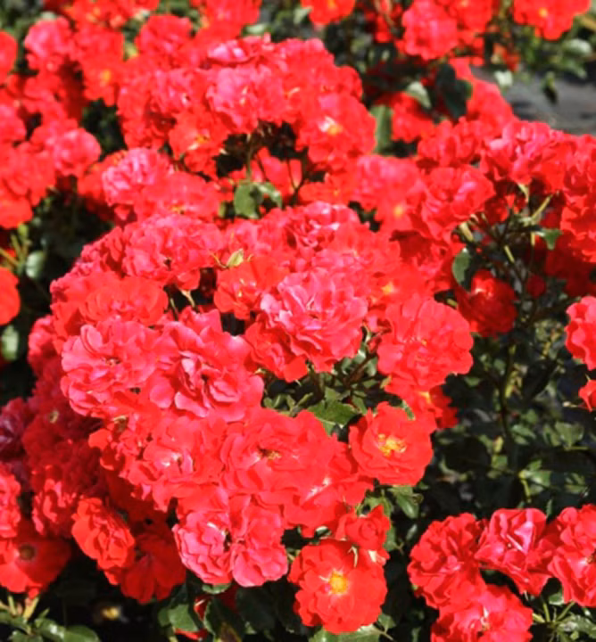 2ba7191db2e9840b9da1f4267bbd1544