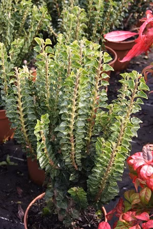 2ba9205f2d330958f23983e1d86981ba