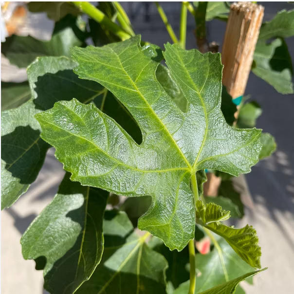 2bbc9778dc0427585d6b82721233cacf