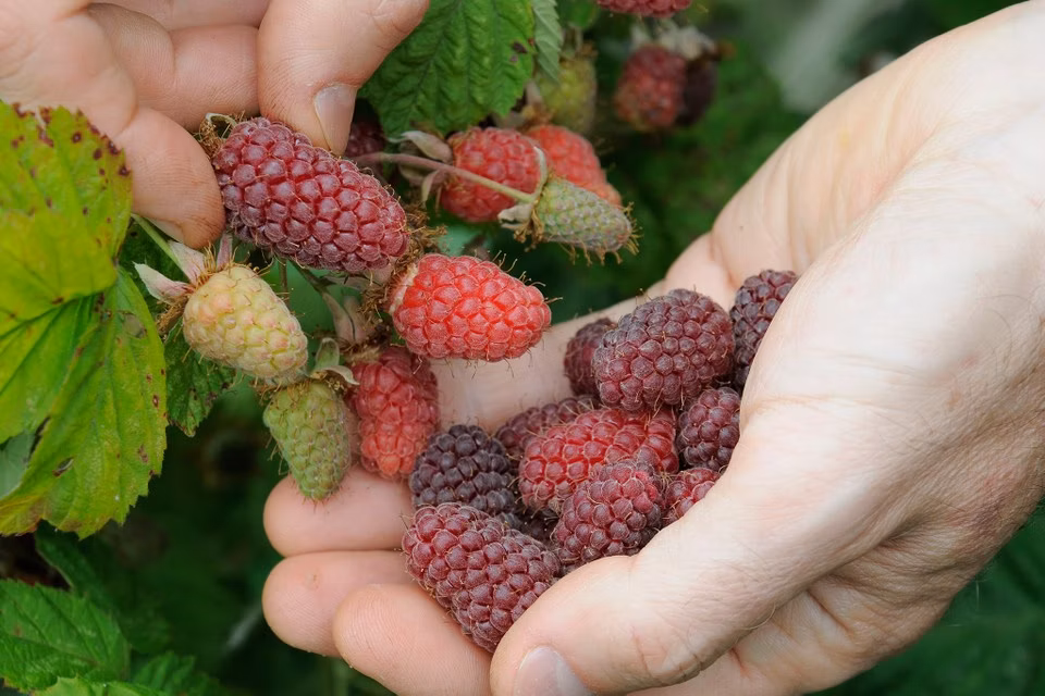 2c1a7d8ced725b630a340d67939a35af