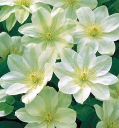 2c368dd0466bfae22332e0a11d594b03