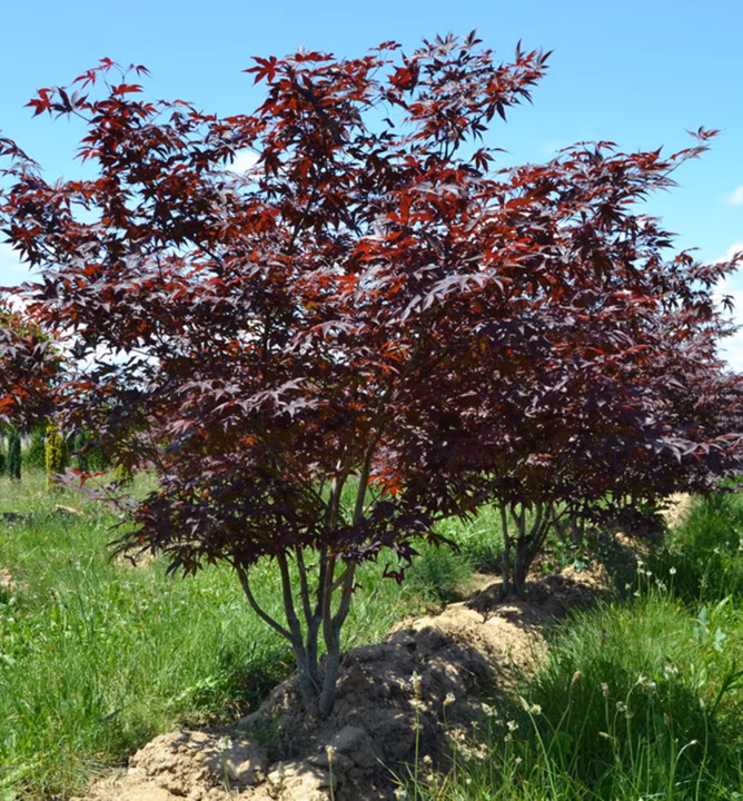 2c49fdeacace5a17504acf9ed61c29f2