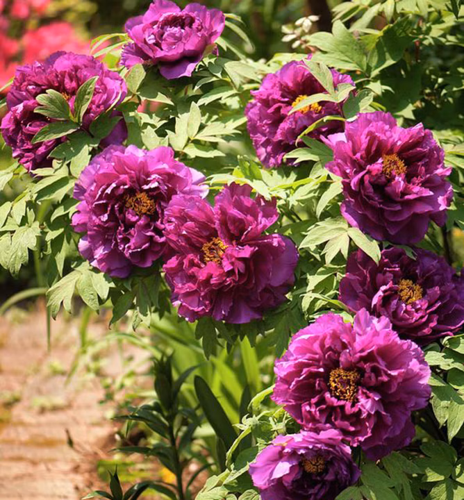 2c5268eecbcfc380cad943c551fbc584